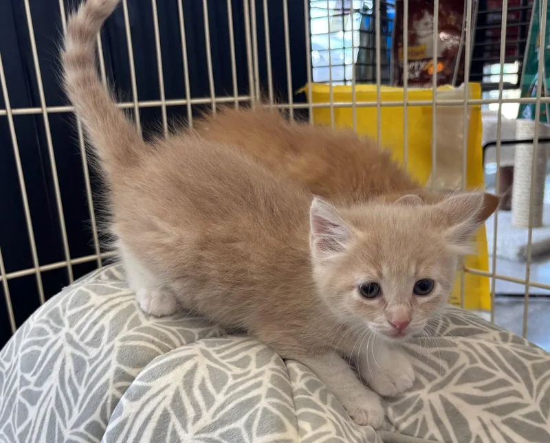 A baby medium-sized female Domestic Medium Hair cat named Dixie for adoption in Montgomery, TX