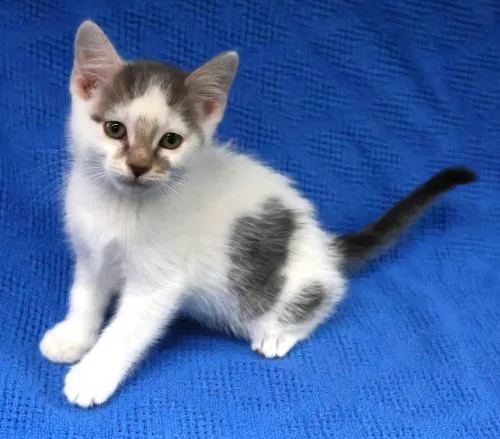 A young medium-sized female Domestic Short Hair cat named Spackle for adoption in Thief River Falls, MN