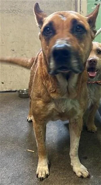 An adult large-sized female German Shepherd Dog dog named Zoey for adoption in Sacramento, CA