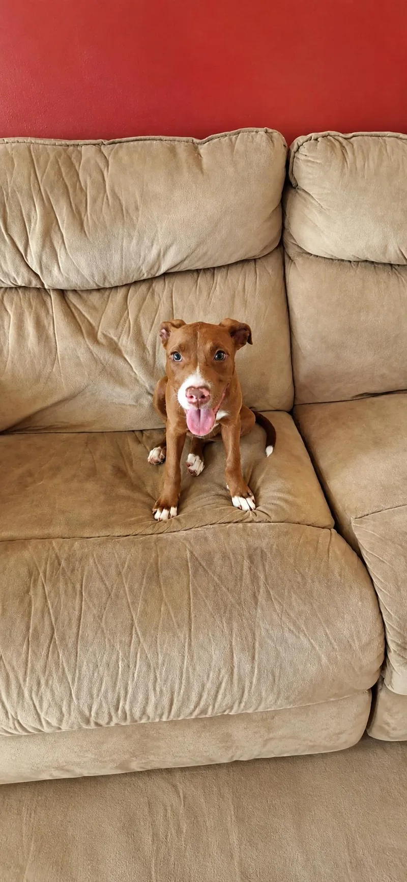 A young large-sized female Red / Chestnut / Orange Mixed Breed dog named Piper for adoption in Kenosha, WI