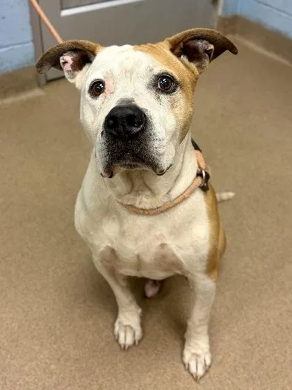 An adult large-sized male Mixed Breed dog named Legacy for adoption in Chamblee, GA