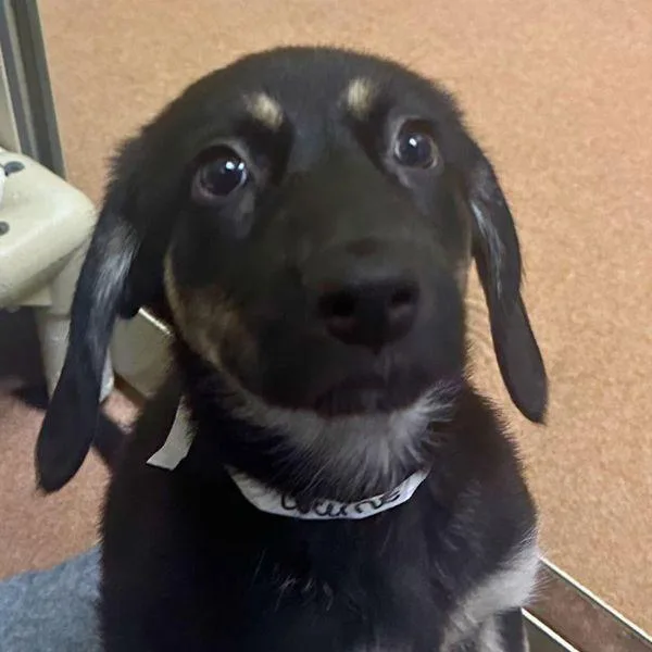 A baby large-sized female Mountain Cur dog named Lucerne for adoption in Walnut Creek, CA