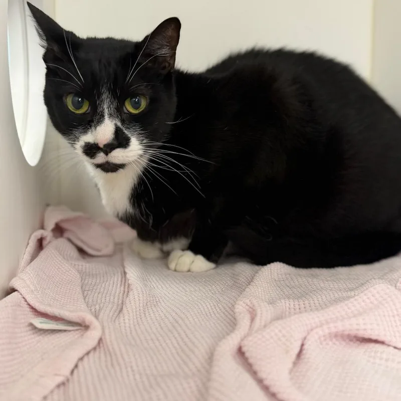 A senior large-sized male Black Domestic Short Hair cat named Howie for adoption in West Palm Beach, FL