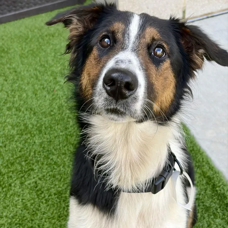 An adult medium-sized male Black Mixed Breed dog named Diablo for adoption in Matteson, IL