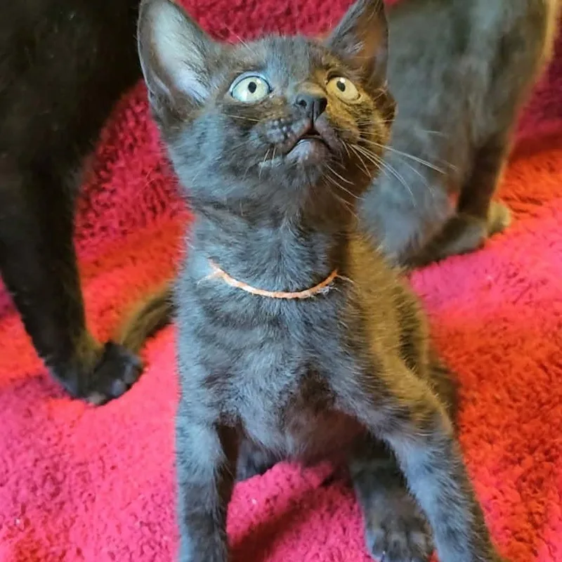 A baby small-sized male Domestic Short Hair cat named Onyx for adoption in Valley, AL