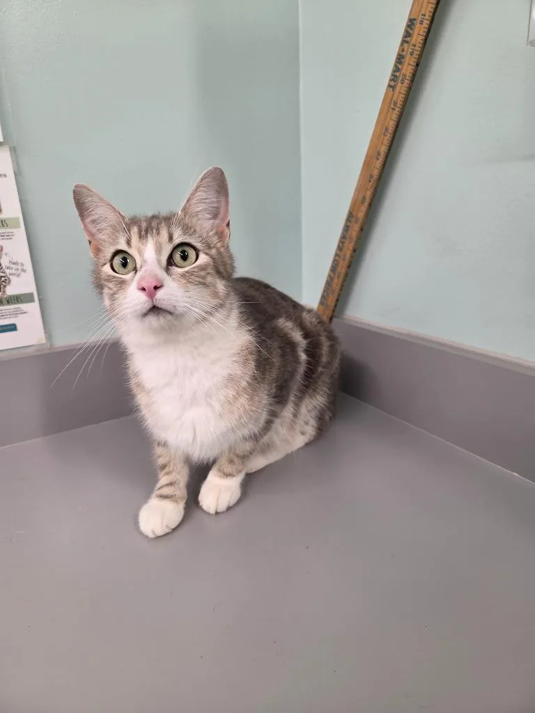 A young medium-sized female Domestic Short Hair cat named Monday for adoption in Athens, TN