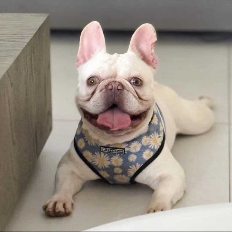 A young small-sized male French Bulldog dog named Dumpling for adoption in Lauderhill, FL