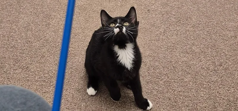 A baby medium-sized male Domestic Short Hair cat named Socks for adoption in South Bend, IN
