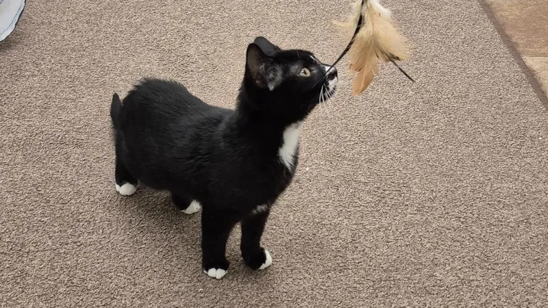 Socks thumbnail 3