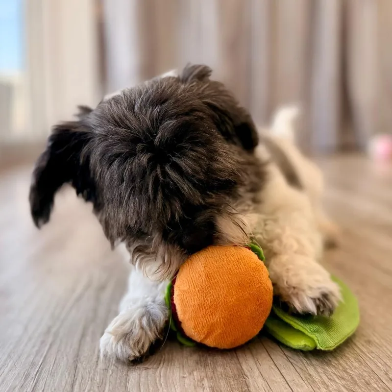 An adult small-sized male Black Shih Tzu dog named Matty for adoption in Green Bay, WI