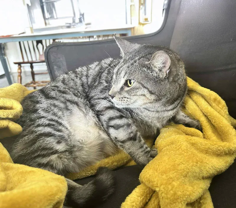 An adult medium-sized male Domestic Short Hair cat named Kojo for adoption in Forest, VA