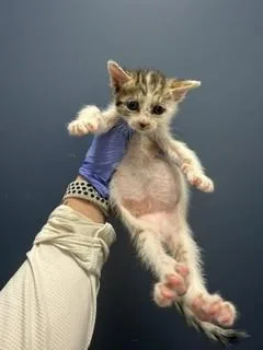 A baby small-sized male Domestic Short Hair cat named Snicker for adoption in Miami, FL