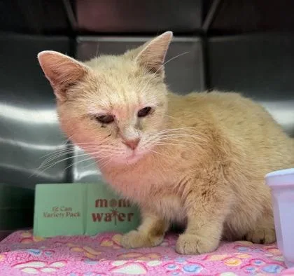 A senior medium-sized female Buff / Tan / Fawn Domestic Short Hair cat named Blanche Deveraux for adoption in Bedford, IN