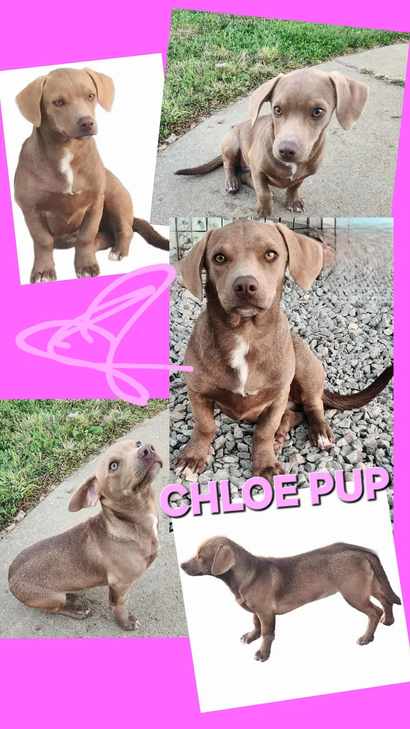 Chloe thumbnail 6