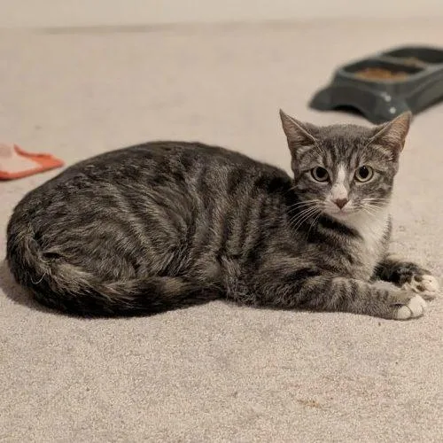 A young small-sized female Gray / Blue / Silver Domestic Short Hair cat named Peach for adoption in Knoxville, TN