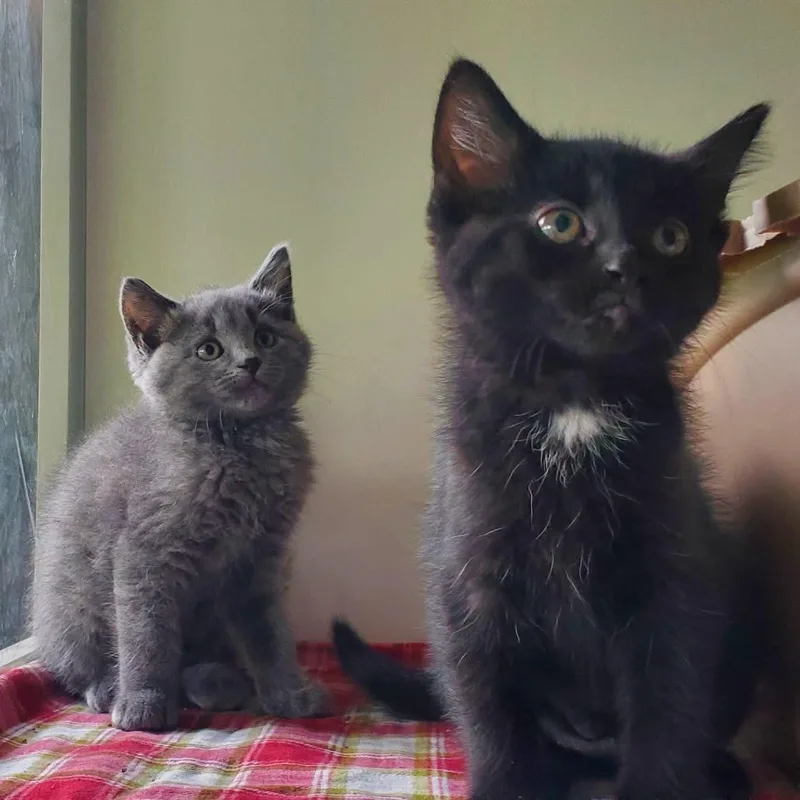 A baby small-sized female Black Domestic Short Hair cat named Rootbeer and Pepsi for adoption in Hutchinson, MN