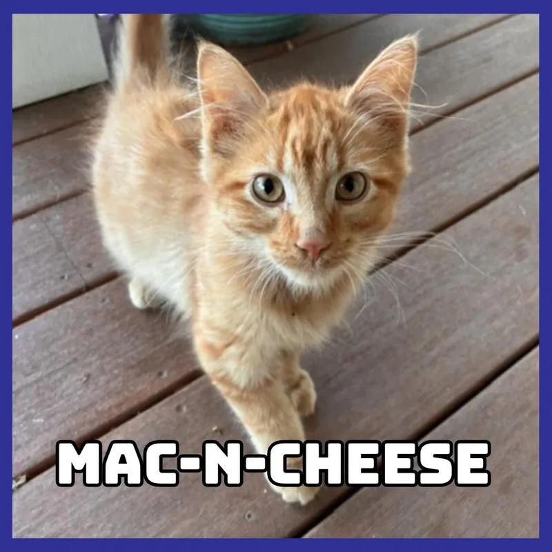MacNCheese