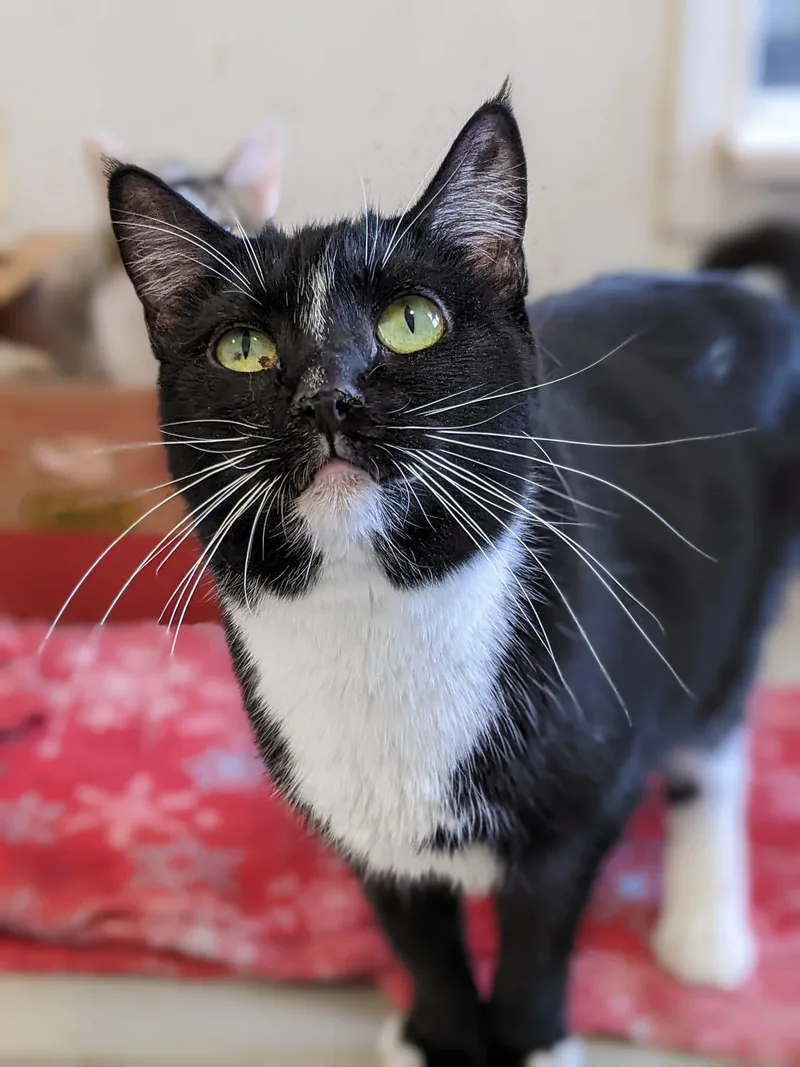 An adult medium-sized female Black & White / Tuxedo Tuxedo cat named Aria for adoption in Tilton, IL
