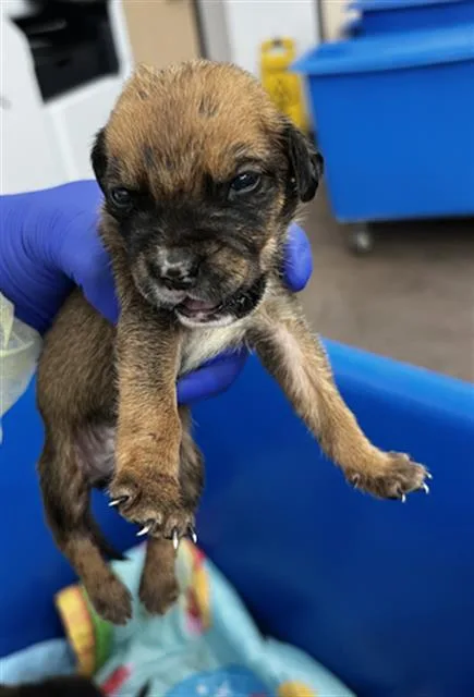 A baby large-sized male Mixed Breed dog named Carl for adoption in Dallas, TX