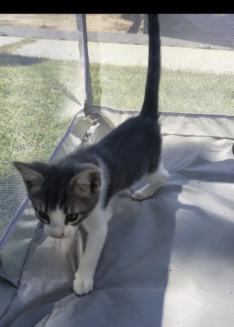 A baby large-sized male Gray & White Tuxedo cat named Andie for adoption in Lancaster, CA