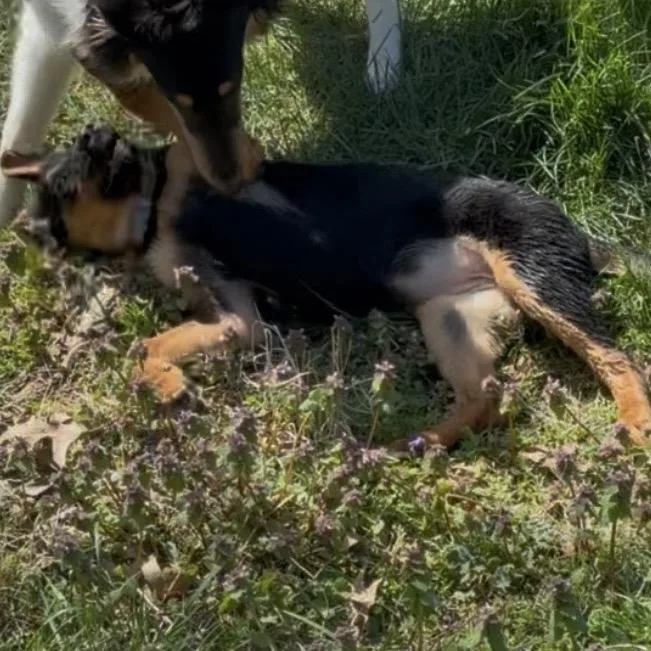 Zanatora thumbnail 3