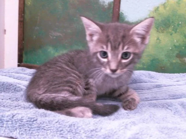 A baby small-sized male Domestic Short Hair cat named Phoenix for adoption in Houston, TX