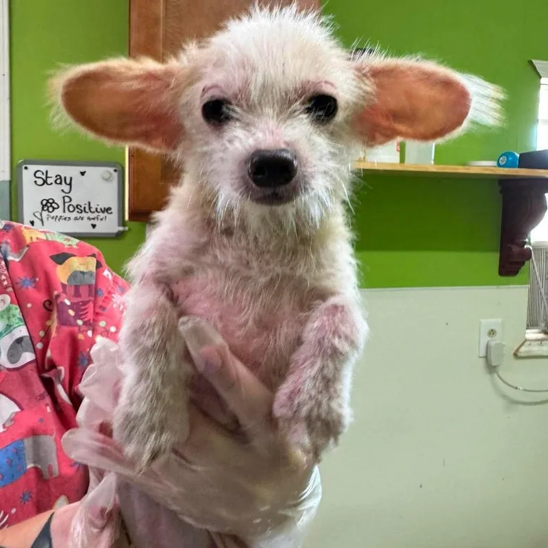 A young small-sized female Mixed Breed dog named Dinky for adoption in Jackson, MO