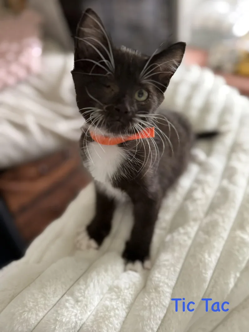 A baby small-sized male Domestic Medium Hair cat named Tictac for adoption in Lacona, NY
