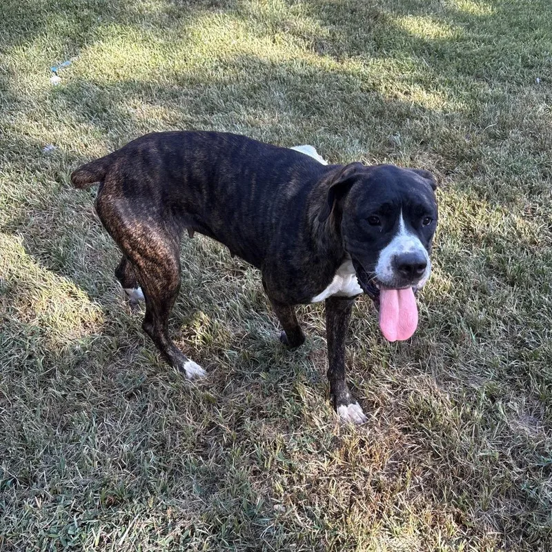 An adult large-sized female Brindle Boxer dog named Ella for adoption in Austin, TX