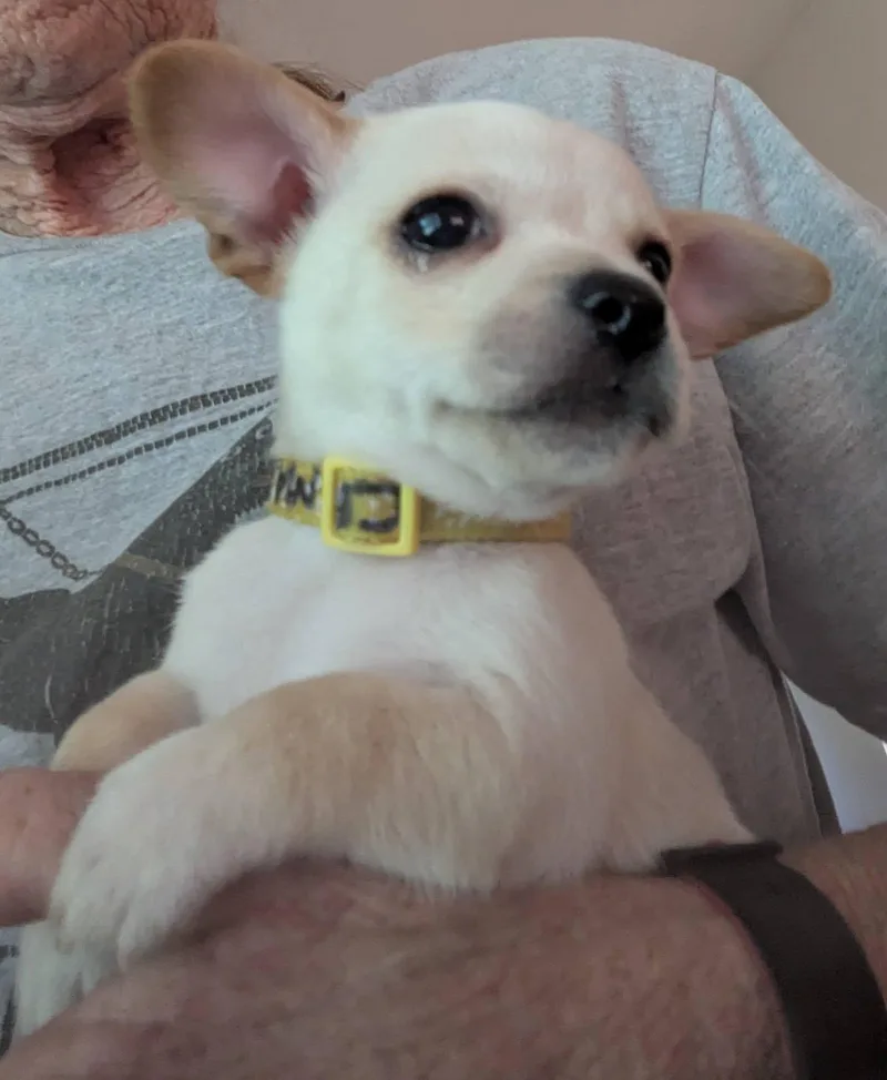 A baby small-sized female Apricot / Beige Chihuahua dog named Crema for adoption in Clatskanie, OR