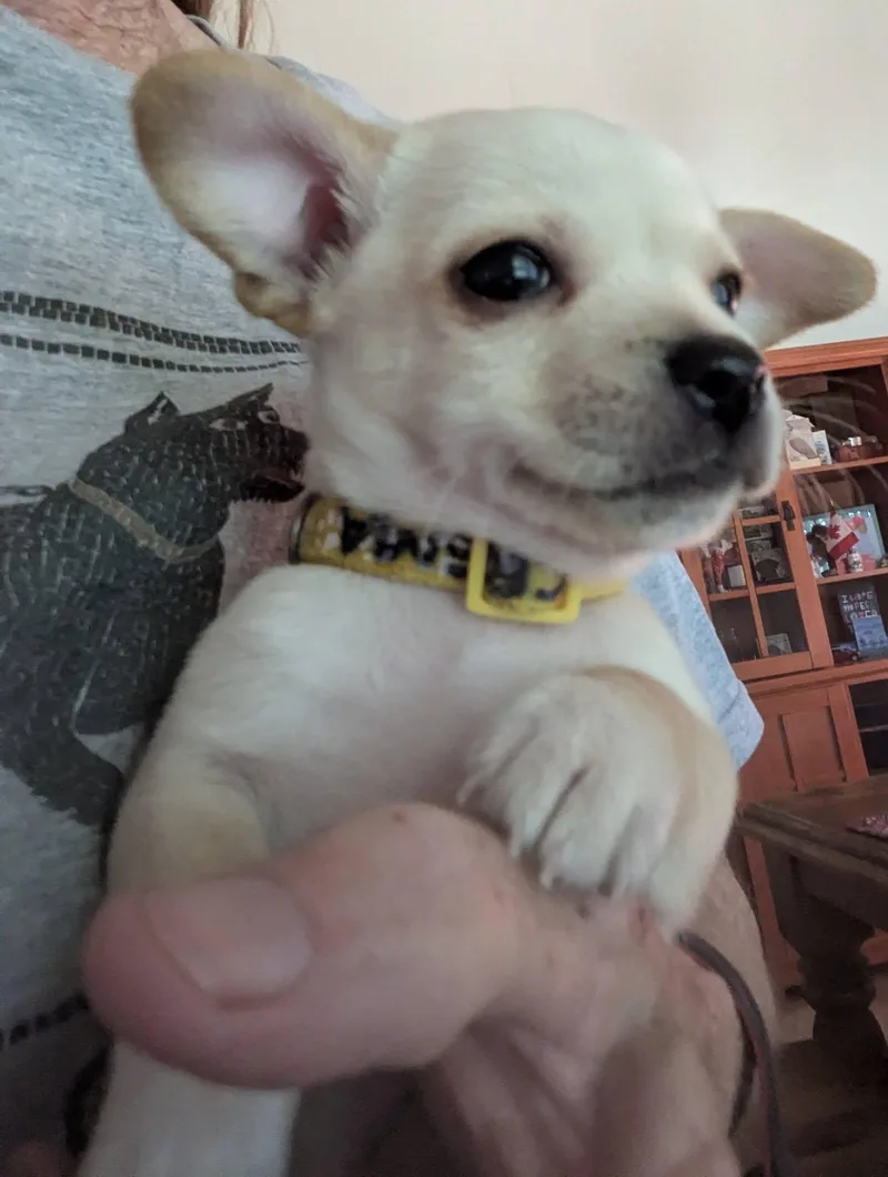 Crema thumbnail 2