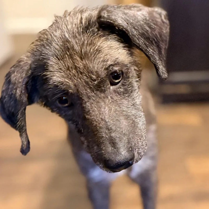 An adult medium-sized female Brindle Mixed Breed dog named Shayla for adoption in Flower Mound, TX