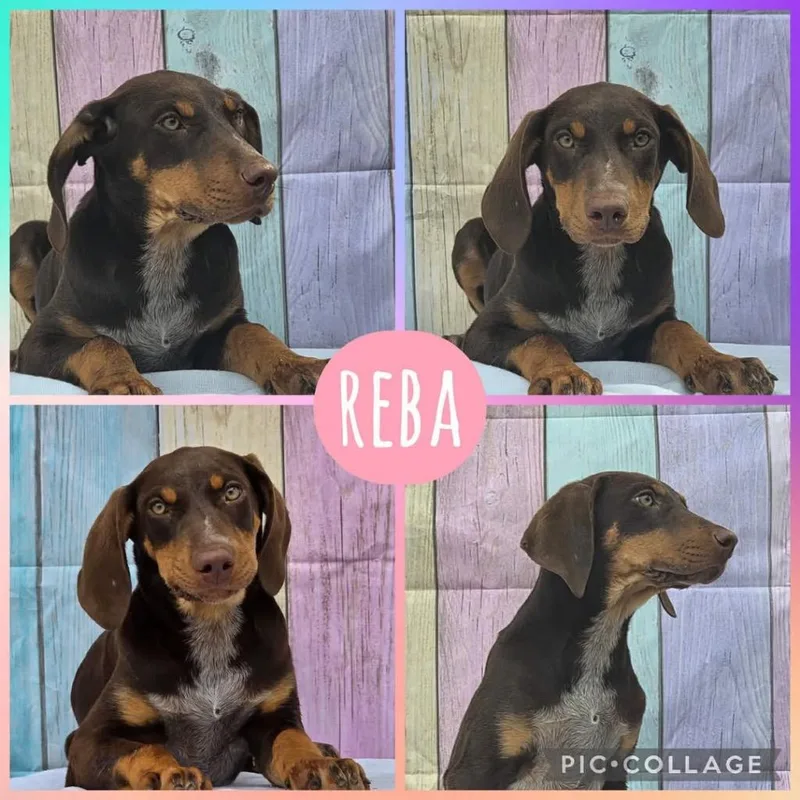 A baby extra large-sized female Hound dog named Reba for adoption in North Syracuse, NY