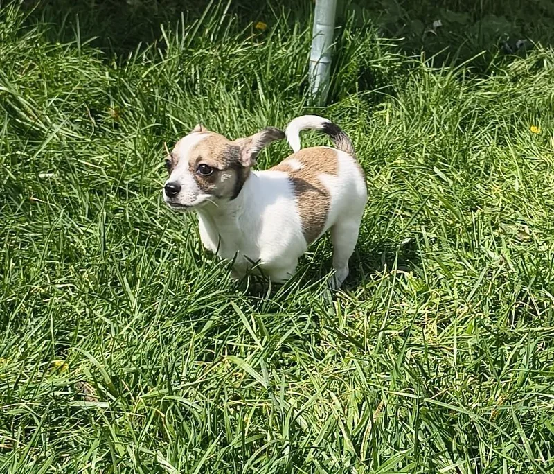 Nova