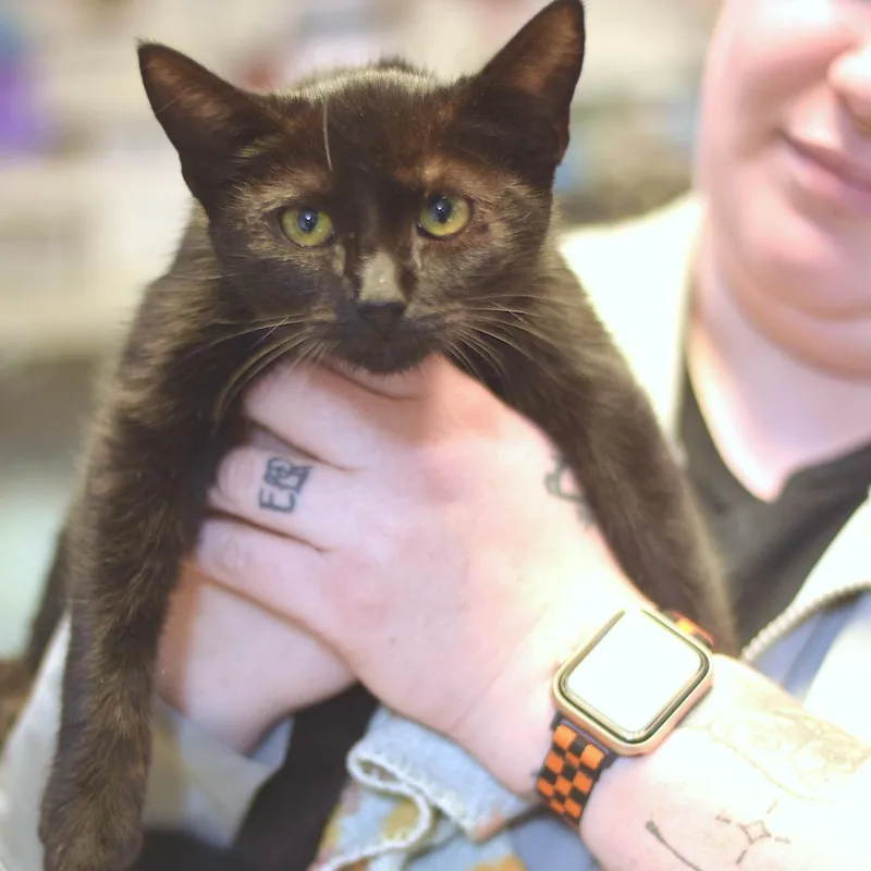 A baby small-sized female Black Domestic Short Hair cat named Valak for adoption in Belleville, IL