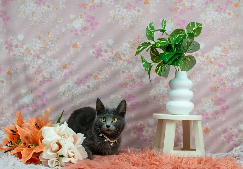 An adult medium-sized female Gray / Blue / Silver Domestic Short Hair cat named Lavender for adoption in Sevierville, TN