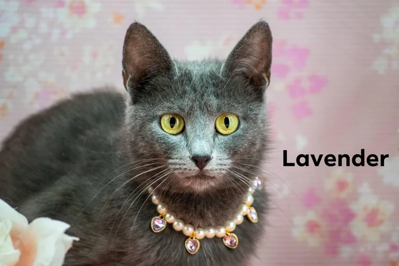 Lavender thumbnail 2