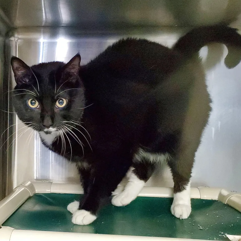 A young large-sized female Black & White / Tuxedo Domestic Short Hair cat named Sylvester for adoption in Jersey city, NJ