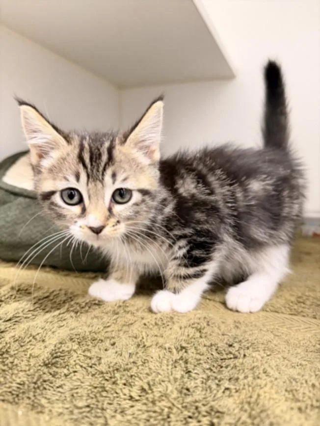 A baby small-sized female Domestic Short Hair cat named Prentiss for adoption in Hayward, CA