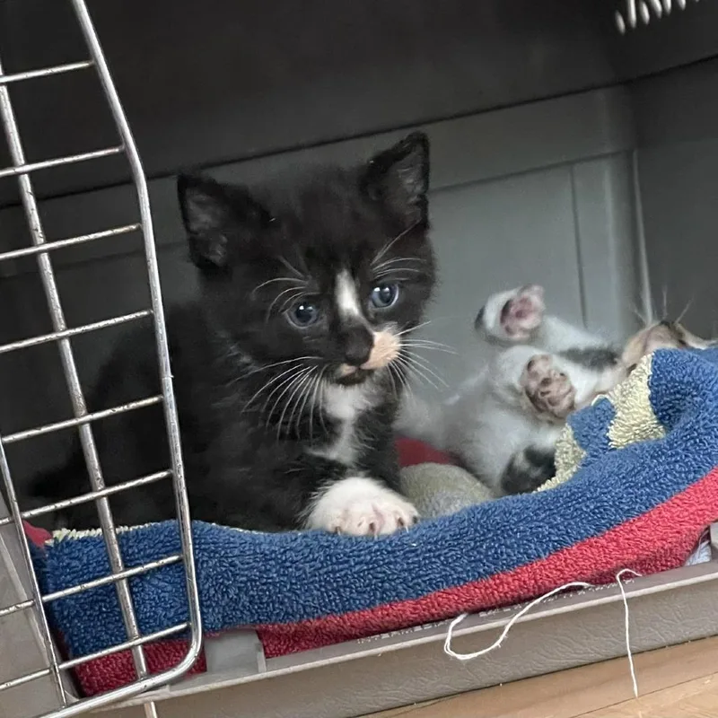 A baby small-sized female Black Domestic Short Hair cat named Kettle Corn for adoption in Madison, WI