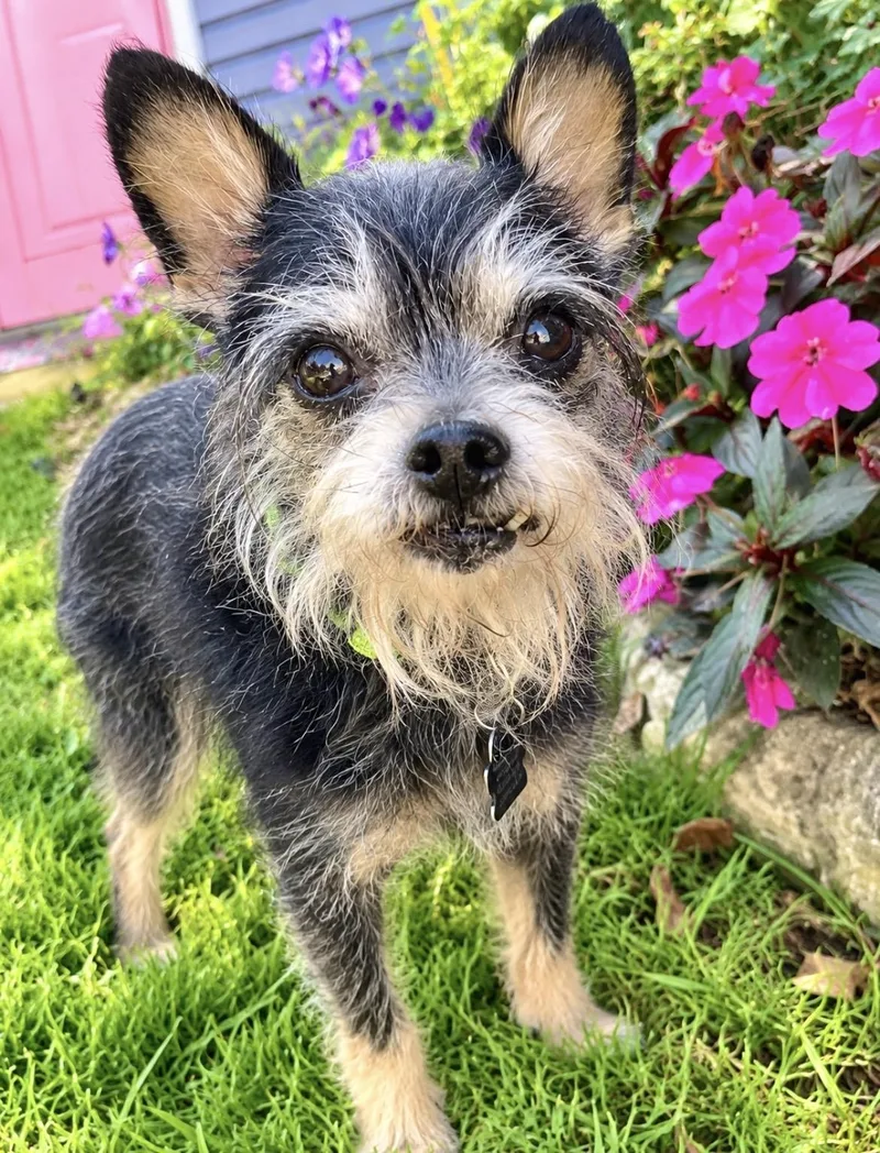 A senior small-sized male Yorkshire Terrier dog named Pepe for adoption in South Lyon, MI