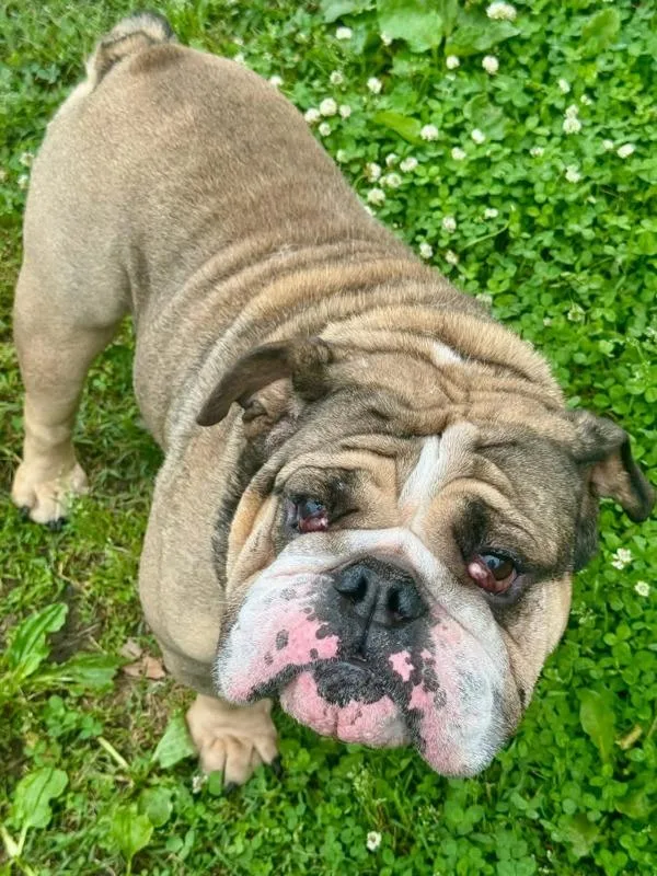 An adult medium-sized male English Bulldog dog named Tater for adoption in Millersville, MD