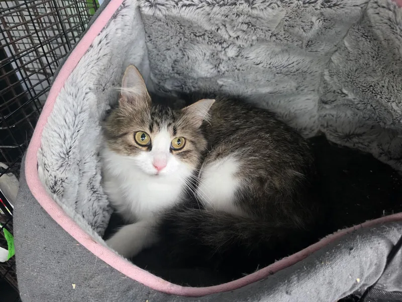 A young medium-sized female White Domestic Long Hair cat named Baby Wynnewood for adoption in Philadelphia, PA