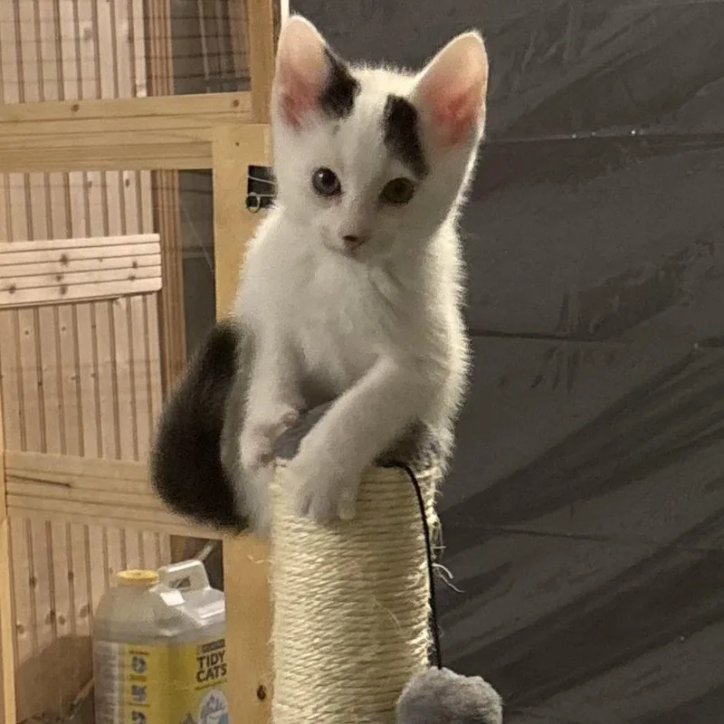 A baby medium-sized male Black & White / Tuxedo Domestic Short Hair cat named Snowdrop for adoption in Renton , WA
