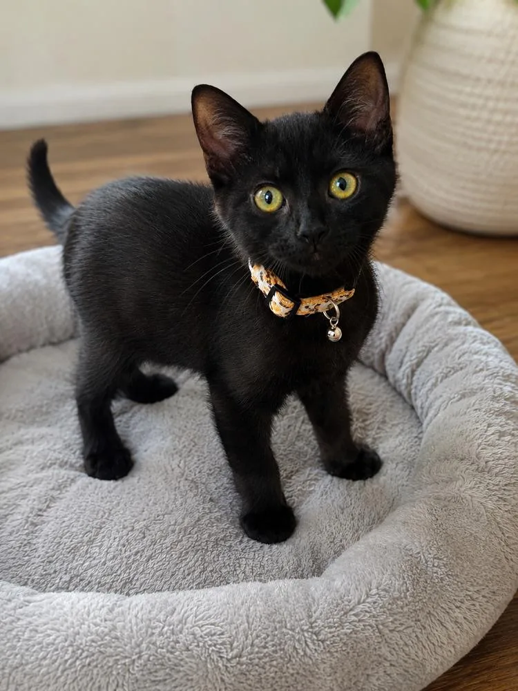A baby small-sized female Black Domestic Short Hair cat named Astra for adoption in Calimesa, CA
