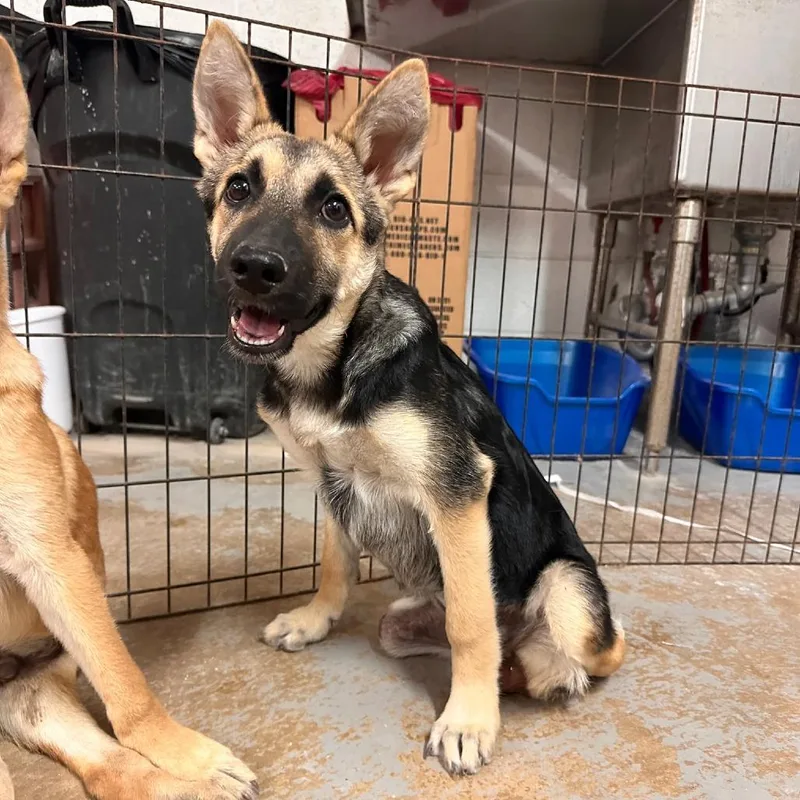 A young medium-sized female Black Shepherd dog named Tessa for adoption in Stephens City, VA