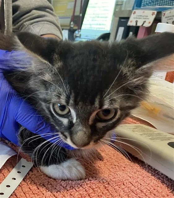 A baby small-sized male Domestic Short Hair cat named A for adoption in Long Beach, CA