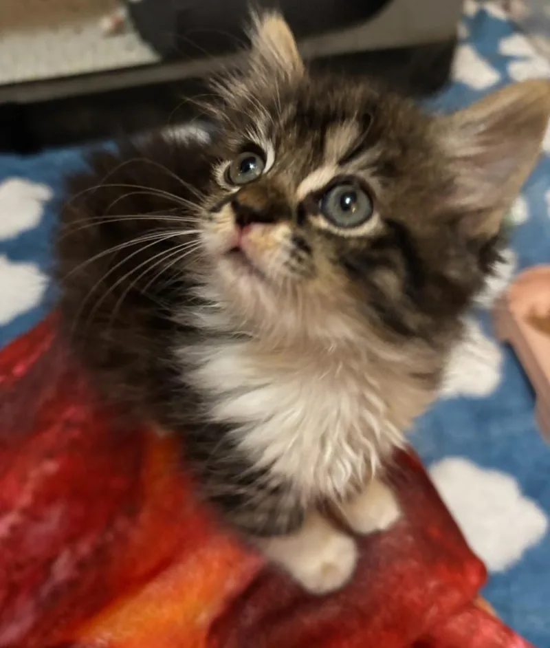 A baby medium-sized female Torbie cat named Sour Cream for adoption in San Juan Capistrano, CA