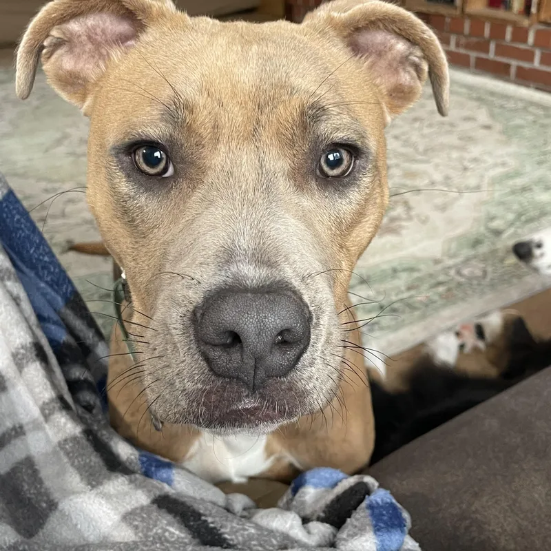A young medium-sized female Yellow / Tan / Blond / Fawn Pit Bull Terrier dog named Sky for adoption in Ontario, NY