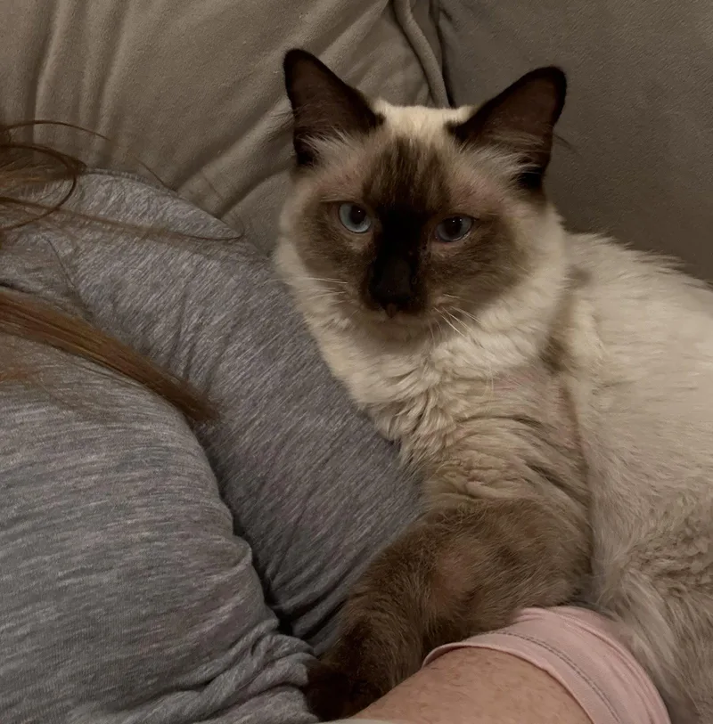 A young medium-sized male Siamese cat named Toast for adoption in Walnut Creek, CA
